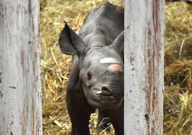 Nowonarodzony nosorożec wschodni czarny pokazany na wideo