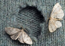 Pozbądź się ćmy bez chemii i na zawsze