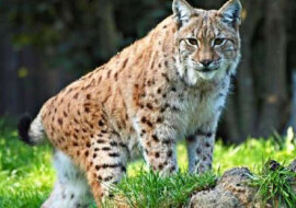 Mądry ryś uratował swojego właściciela leśniczego