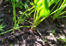 Jak pomóc marchewkom w czerwcu, aby wyrosły słodkie i duże?