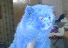 Dziewczyna znalazła niebieskiego kota w parku i nazwała go Avatar, ale wkrótce zaczął się bardzo zmieniać: po miesiącu kot był nie do poznania
