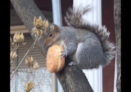 Wiewiórki, które rozśmieszą cię. Wideo