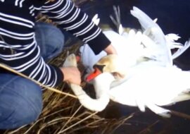 Dwa łabędzie błagały ludzi o pomoc. To, co zrobił ten facet, jest po prostu niewiarygodne