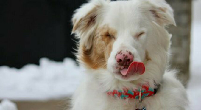 „Jestem obok Ciebie”: pies używa nosa, aby uspokoić głuchoniewidomego przyjaciela