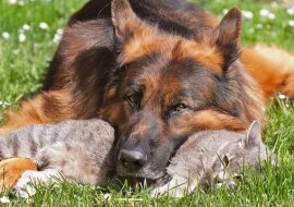 Pies, który ganiał kota przez całe życie, się zestarzał. Kot zaczął podchodzić do niego i pocieszać starego przyjaciela