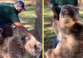 Mężczyzna przyszedł odwiedzić osieroconą niedźwiedzicę, którą wychował