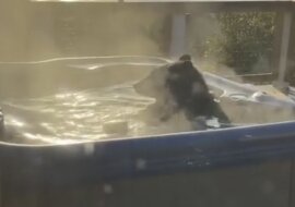 Niedźwiedź popływał w jacuzzi przed zdumionymi turystami. Wideo