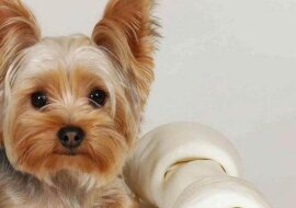 Bardzo mądry pies. Umiejętności tego psa zachwycą każdego