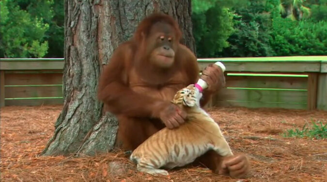 Małpa została mamą osieroconych małych tygrysów - zdecydowanie najsłodsza rzecz tego dnia. Wideo