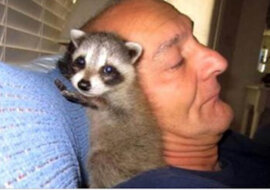 Mężczyzna uratował małego szopa, zaopiekował się i wypuścił go do lasu. Ale coś poszło nie tak