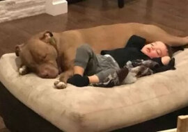 Dobro zawsze wraca: uratowany pies leczy chłopca