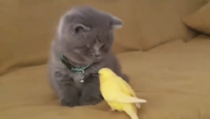 Na początku chciał się zaprzyjaźnić, ale potem zmienił zdanie: znajomość kotka z papugą wzruszyła Internet