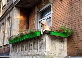 Pies na balkonie stał się nową atrakcją w Gdańsku