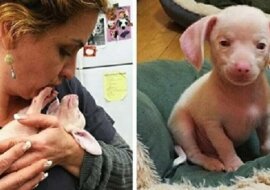 Różowy szczeniak o imieniu Prosiaczek urodził się niewidomy i głuchy. Ale dorósł i zaczął pomagać innym