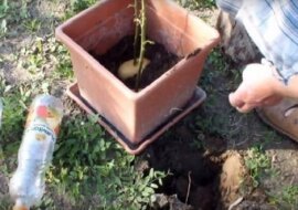 Ta sztuczka sprawi, że będziesz mogła cieszyć się kwiatami przez długi czas. Nigdy nie wyrzucaj łodyg zwiędłych róż