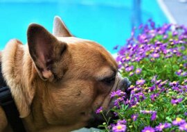 Zapach szczęścia: 5 zapachów, które wróżą szczęście