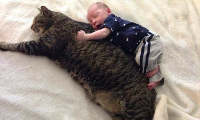 Ten kot chroni dziecko swoich właścicieli i jest zawsze gotowy, aby się do niego przytulić