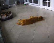 Troskliwy pies uspokoił innego psa, który miał zły sen. Słodkie wideo
