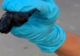 Najrzadszy dwugłowy mały żółwik został znaleziony w USA. Wideo