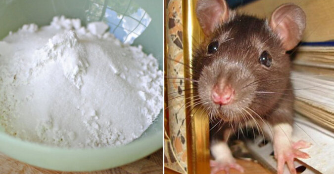 Zapach, który odstraszy myszy od Twojego domu i uchroni ocieplenie domu