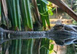 Ojciec Roku: na zdjęciu najbardziej opiekuńczy krokodyl i setka jego dzieci