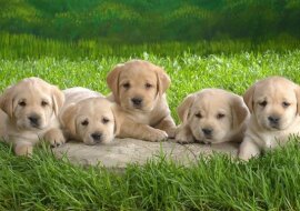 Mały chłopiec spośród wszystkich szczeniąt wybrał niepełnosprawnego. Jego powód jest bardzo wzruszający