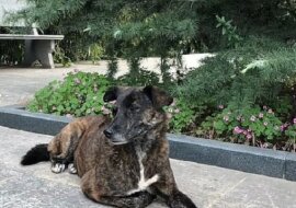 Najwierniejszy przyjaciel: porzucony pies czeka na swojego właściciela od trzech lat w pobliżu domu