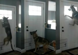 Nigdy nie będziemy tak szczęśliwi jak ten pies