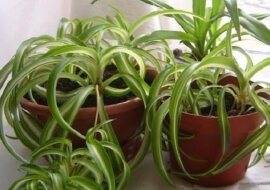 Top 7 roślin doniczkowych, które warto mieć w domu. Zobacz dlaczego