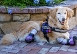 Aporter Chi-Chi nie ma nóg, ale jest najbardziej znanym psem terapeutycznym w Los Angeles