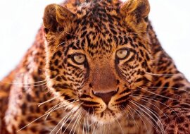 Najbardziej stanowczy znak zodiaku