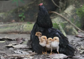 Wideo, na którym kura wysiaduje osierocone kocięta