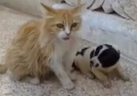 Kotka usłyszała, że osierocony szczeniak płacze. Jej reakcja była po prostu cudowna