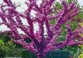 Cudownie piękne drzewo - Judaszowiec kanadyjski