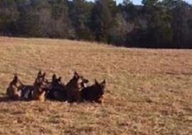 Zostawił gromadę owczarków niemieckich zupełnie samą. Teraz patrz uważnie na prawą stronę ekranu