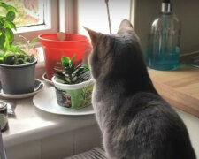 Ta kotka wie, jak dodać epickości do swojego życia - zabawne wideo