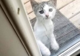 Kociak bał się podejść do drzwi, ale głód nie pozostawiał mu wyboru