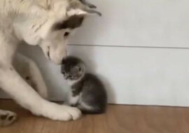 Spotkanie husky’ego z małym kotkiem. Wzruszające wideo