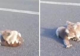 Dziewczynie cudem udało się uratować grających na środku drogi koali