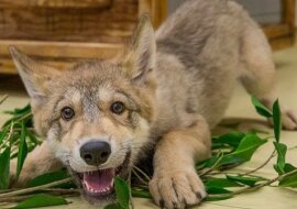 Najmilszy wilk na świecie. Zobacz