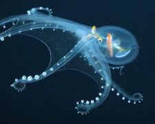 Bardzo rzadka „ośmiornica szklana” została sfilmowana na Oceanie Spokojnym: wideo