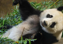 Panda uczy się chować pod kołdrą: wideo