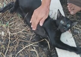 Uratowany kot nie może uwierzyć, że żyje i jest wolny