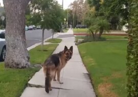 Pies biegł naprzód, a właściciel szedł z tyłu. Ale kiedy spojrzał wstecz, mężczyzna zniknął. Oto reakcja zwierzaka, którą warto zobaczyć