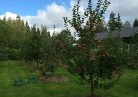 Wystarczy jeden zabieg i po 3-5 godzinach mszyce znikają z wiśni, jabłoni, a nawet z drzew śliwy