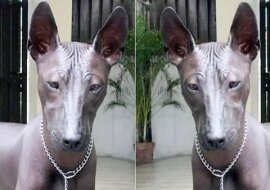 Dziewczyna opublikowała w sieci zdjęcie ze swoim psem. Po jakimś czasie użytkownicy zaczęli dyskutować o tym, czy na zdjęciu żywy pies czy posąg?