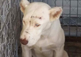 Wzięła psa ze schroniska. Sprawił, że popłakała się pierwszej nocy gdy na niego spojrzała