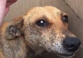 Zajrzawszy do pudełka, kobieta zobaczyła przestraszonego psa i chude szczenięta