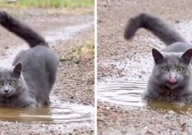 15 zabawnych zwierząt, które są niesamowicie śmieszne