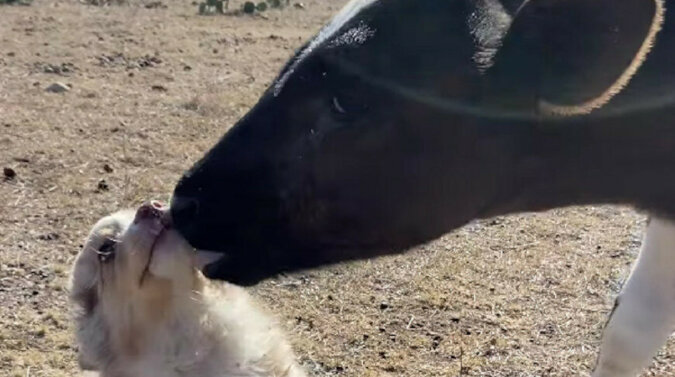 Jest to bardzo urocze: przyjaźń między małym szczeniakiem a cielęciem. Wideo